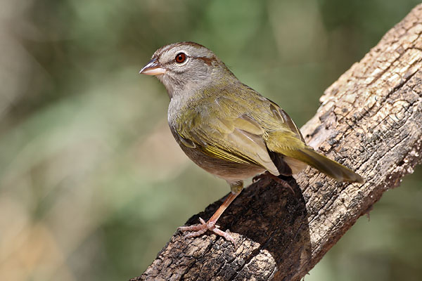 Olive Sparrow © Russ Chantler